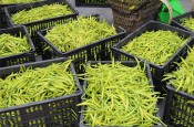 無硫金針菜烘干如何保持品相？不發黑？