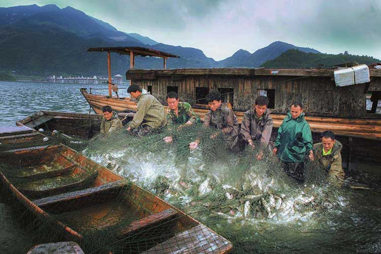 海魚捕撈